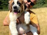 Bethowen  St Bernard Yavrular