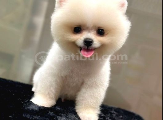 Safkan Teddy Bear Pomerani̇an Bebekler