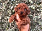 Bakmadan Geçmeyin Muhteşem Poodle yavrularımız