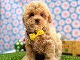 Tatlılığıyla Kalbinizi Çalacak Maltipoo Bebekler