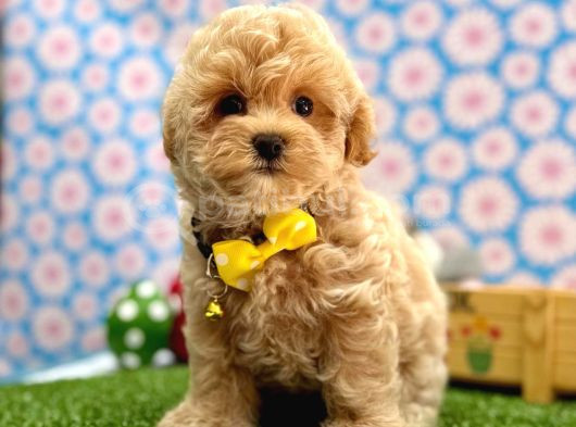 Tatlılığıyla Kalbinizi Çalacak Maltipoo Bebekler görsel
