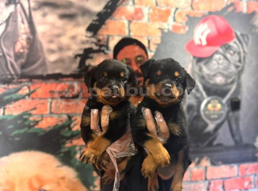Kif Scrli Sırp Kan Rottweiler Yavrularım