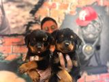 Kif Scrli Sırp Kan Rottweiler Yavrularım