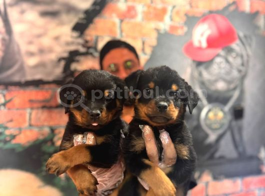Kif Scrli Sırp Kan Rottweiler Yavrularım görsel