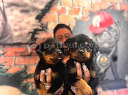 Kif Scrli Sırp Kan Rottweiler Yavrularım görsel