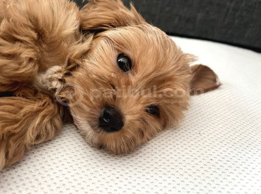 Toy Poodle Yavru Tuvalet Eğitimi Vardır