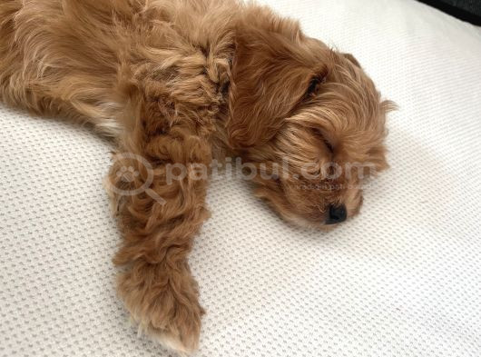 Toy Poodle Yavru Tuvalet Eğitimi Vardır görsel