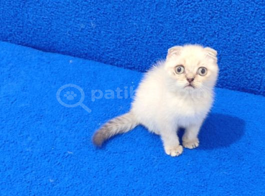 Tesli̇me Hazir Mükemmel Scotti̇sh Fold Lynx Poi̇nt görsel