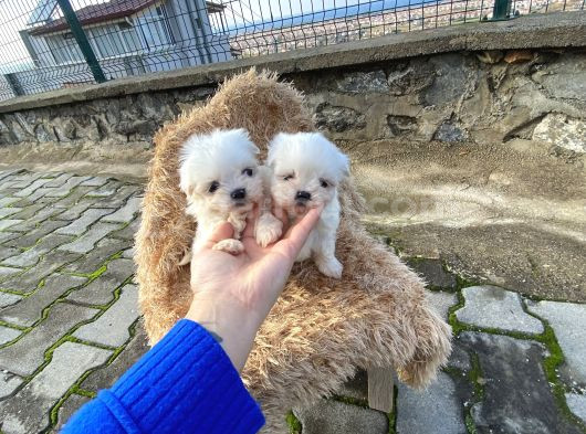 Bebek Yüzlü Kore Maltese Yavruları görsel
