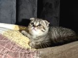 Scottish Fold Dişi 2 Aylık