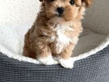 Mini Boy Tatlı Maltipoo  Sevgi Dolu Yuvalar Bekliyor
