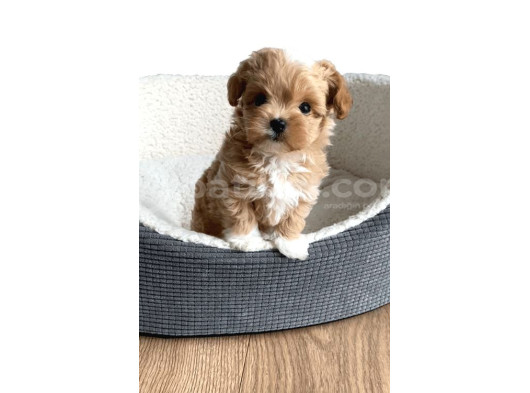 Mini Boy Tatlı Maltipoo  Sevgi Dolu Yuvalar Bekliyor