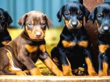 Doberman yavrularımız