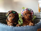 Bakmadan Geçmeyin Muhteşem Poodle Yavrularımız