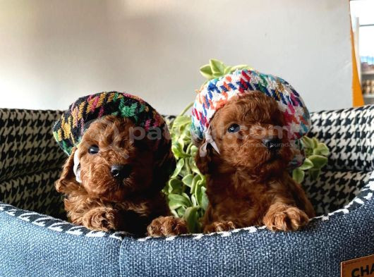 Bakmadan Geçmeyin Muhteşem Poodle Yavrularımız görsel