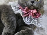 Dumana Kedi Dostu Bir Aile Arıyoruz Ücretsiz