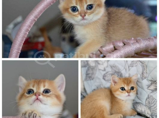 Anne Ve Baba Secereli̇ Golden Kedi̇ler