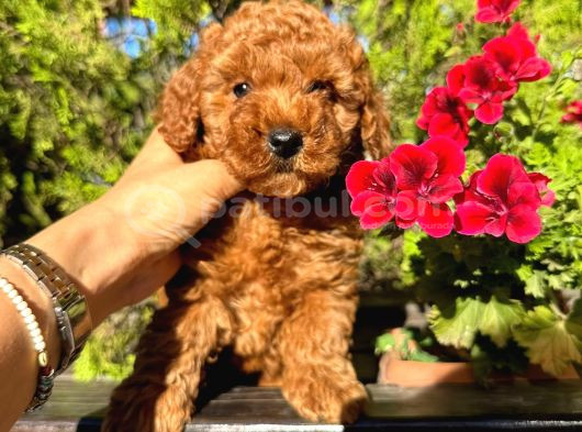 Toy ve tcap poodle bebekleri