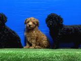 Siyah Inciler Irkının En Güzeli Toy Poodle