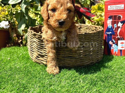 Petmode Köpek Çiftliğinde Ziyarete Açık Kore Maltipoo