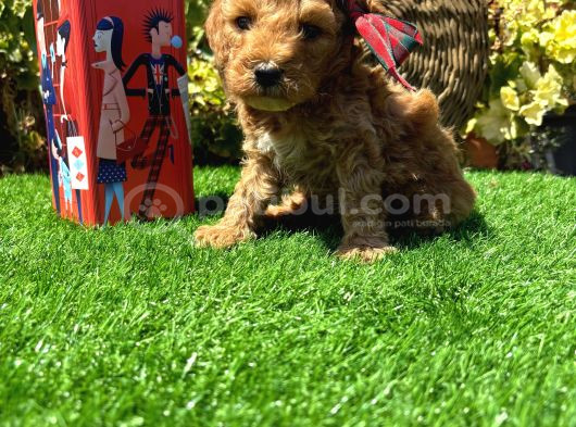 Petmode Köpek Çiftliğinde Ziyarete Açık Kore Maltipoo görsel