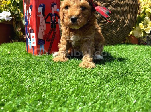 Petmode Köpek Çiftliğinde Ziyarete Açık Kore Maltipoo görsel