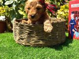 Petmode Köpek Çiftliğinde Ziyarete Açık Kore Maltipoo