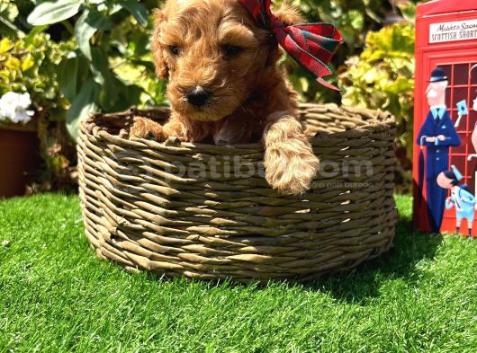 Petmode Köpek Çiftliğinde Ziyarete Açık Kore Maltipoo görsel