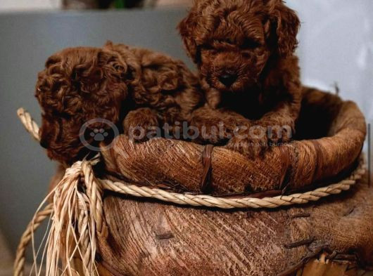 Aşılı Toy Poodle Yavrularımızda Kampanya