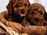 Aşılı Toy Poodle Yavrularımızda Kampanya