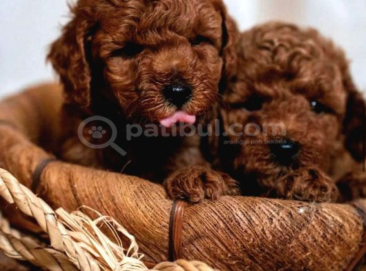 Aşılı Toy Poodle Yavrularımızda Kampanya görsel