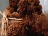 Aşılı Toy Poodle Yavrularımızda Kampanya