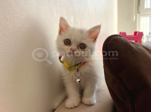 2 Aylık Dişi British Shorthair görsel