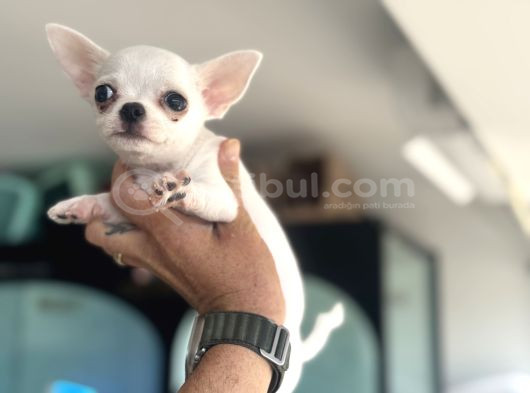 Petmode Köpek Çiftliğinden Tea Cup Chihuahua Yavrular