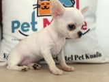 Petmode Köpek Çiftliğinden Tea Cup Chihuahua Yavrular