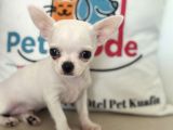 Petmode Köpek Çiftliğinden Tea Cup Chihuahua Yavrular