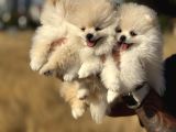 Teddy Face Anne Ve Baba Yanından Pomeranian Yavrular