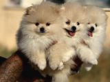 Teddy Face Anne Ve Baba Yanından Pomeranian Yavrular