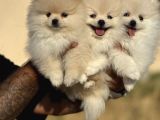 Teddy Face Anne Ve Baba Yanından Pomeranian Yavrular