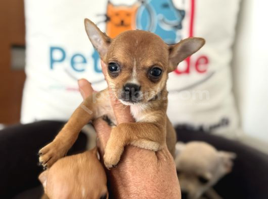 Petmode Köpek Çiftliğinden Tea Cup Chihuahua Yavrular görsel
