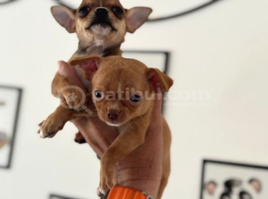 Petmode Köpek Çiftliğinden Tea Cup Chihuahua Yavrular görsel