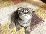 Dişi Scottish Fold 2 Aylık