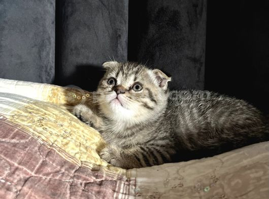 Dişi Scottish Fold 2 Aylık görsel