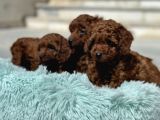 Ankaranın Yasal Üretim Çiftliği Petmode Den Kore Toy Poodle