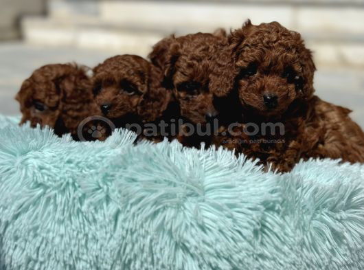 Ankaranın Yasal Üretim Çiftliği Petmode Den Kore Toy Poodle görsel