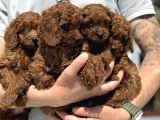 Ankaranın Yasal Üretim Çiftliği Petmode Den Kore Toy Poodle