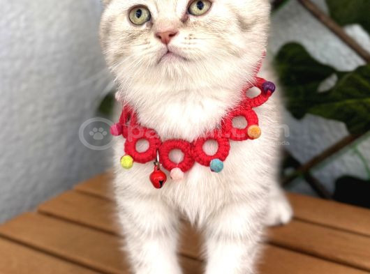 Safkan Sürme Gözlü Si̇lver Erkek Bebe görsel
