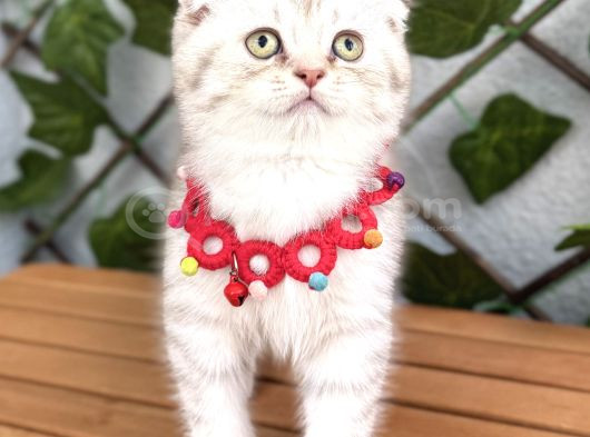 Safkan Sürme Gözlü Si̇lver Erkek Bebe