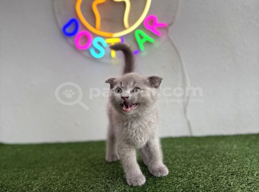 Sağlik Garanti̇li̇ Ve Uygun görsel