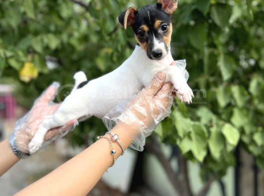 Kısa Bacak Kısa Kuyruk Jack Russel Terrier